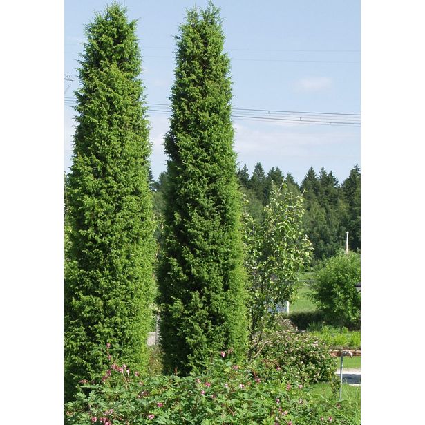 Pilarikataja Juniperus communis Viheraarni Suecica 80-100