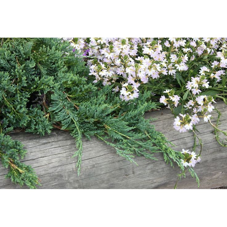 Sinilaakakataja Juniperus hor. Viheraarni Glauca 30-40