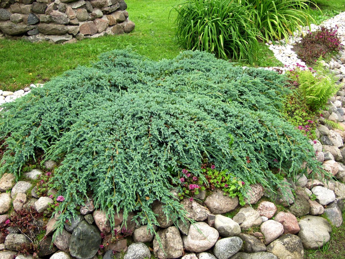Lamosinikataja Juniperus sq. Viheraarni Blue Carpet 30-40