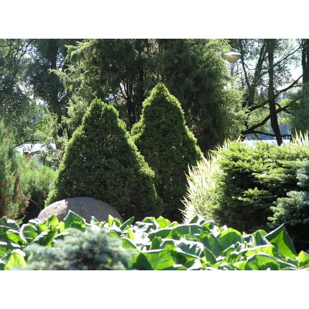 Kartiovalkokuusi Picea glauca Viheraarni Conica 40-50