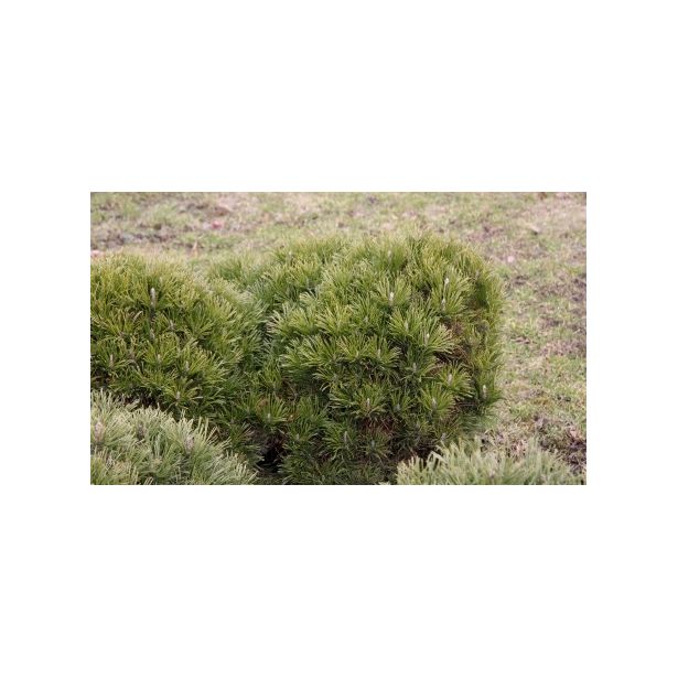 Kääpiövuorimänty Pinus mugo var. Pumilio Viheraarni 30-40