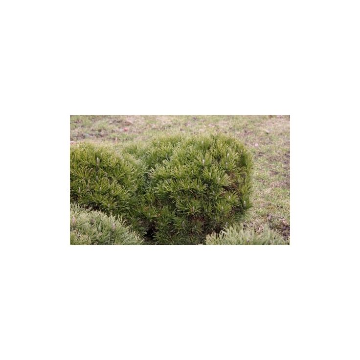Kääpiövuorimänty Pinus mugo var. Pumilio Viheraarni 30-40