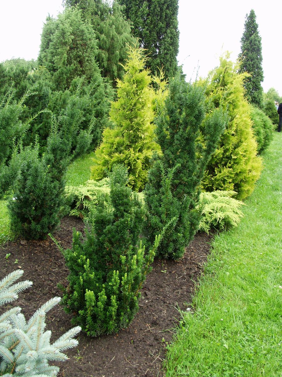 Kartiomarjakuusi Taxus x media Viheraarni Hicksii 60-80