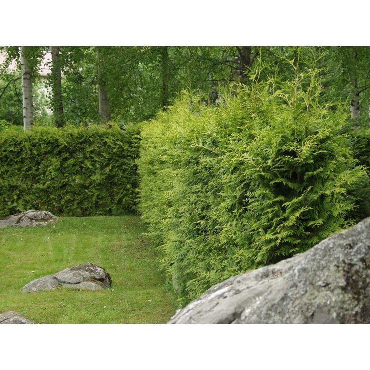 Kartiotuija Thuja occ. Viheraarni Brabant 80-100