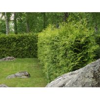 Kartiotuija Thuja occ. Viheraarni Brabant 180-200