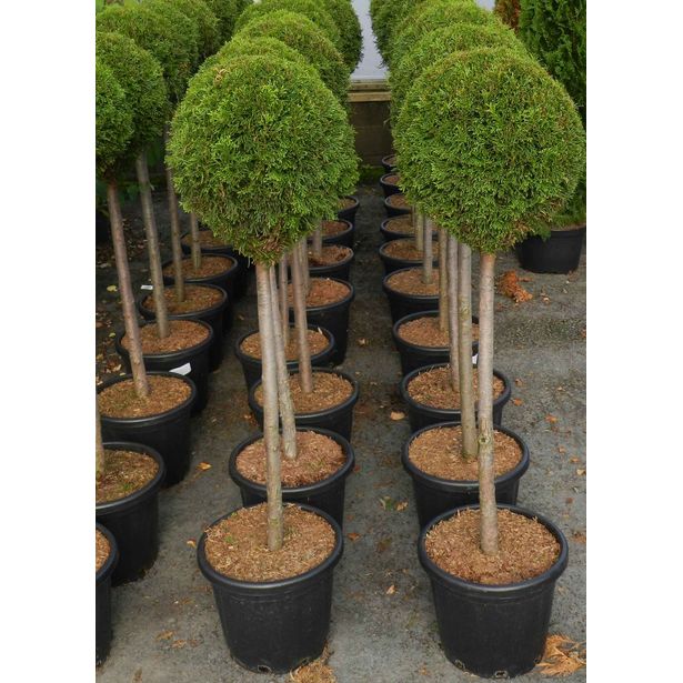 Timanttituija Viheraarni Thuja Occ. Smaragd Pallo 80cm