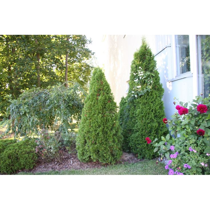 Timanttituija Thuja occ. Viheraarni Smaragd 80-100