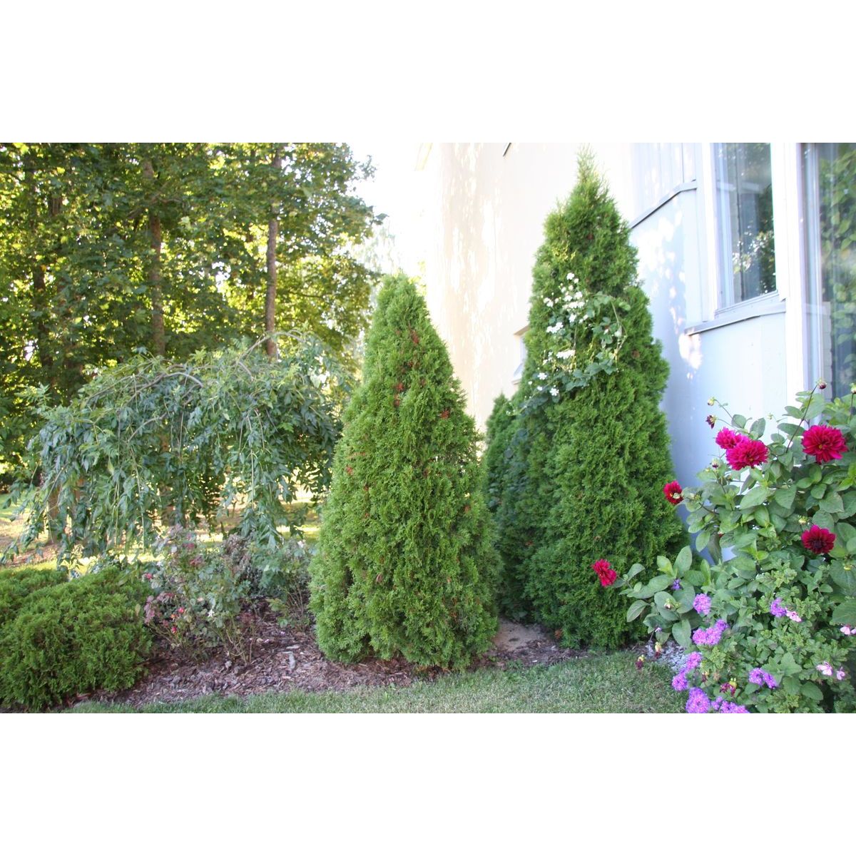 Timanttituija Thuja occ. Viheraarni Smaragd 180-200