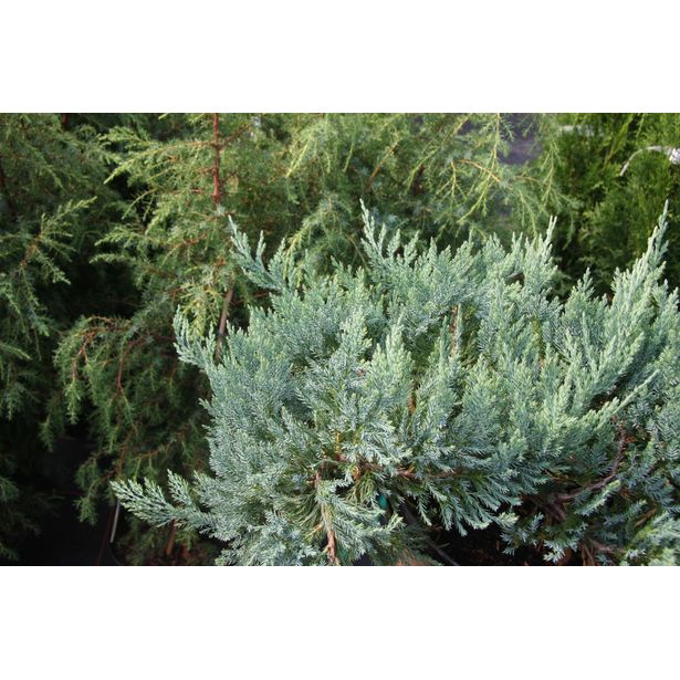 Sinilaakakataja Juniperus hor. Viheraarni Blue Chip 30-40