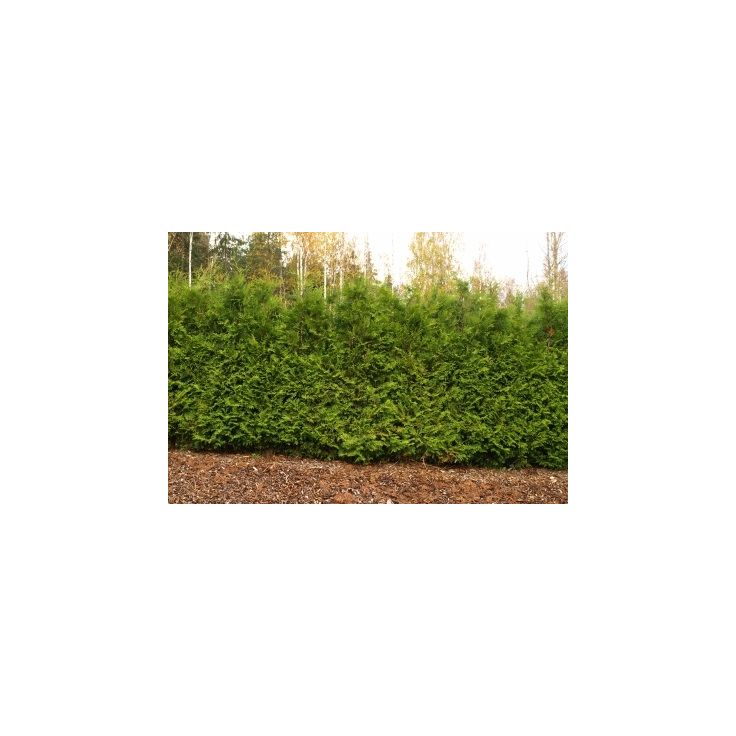 Kartiotuija Thuja occ. Viheraarni Brabant 120-160