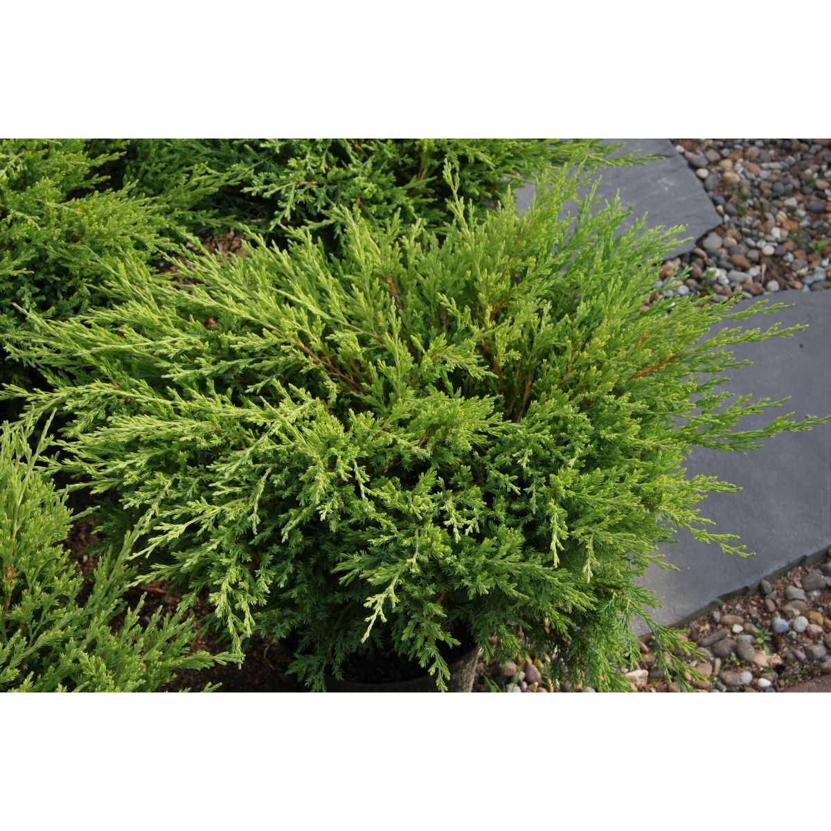 Laakakataja Juniperus h. Viheraarni Andorra Compact 30-40