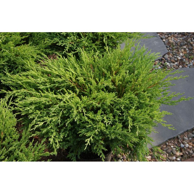 Laakakataja Juniperus h. Viheraarni Andorra Compact 30-40