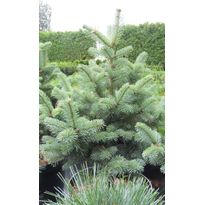 Kääpiölännenpihta Viheraarni Abies Lasiocarpa Compacta 40-60