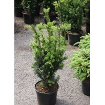 Kääpiöjapaninmarjakuusi Viheraarni Taxus Cuspidata Nana 40-50