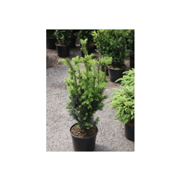 Kääpiöjapaninmarjakuusi Viheraarni Taxus Cuspidata Nana 40-50