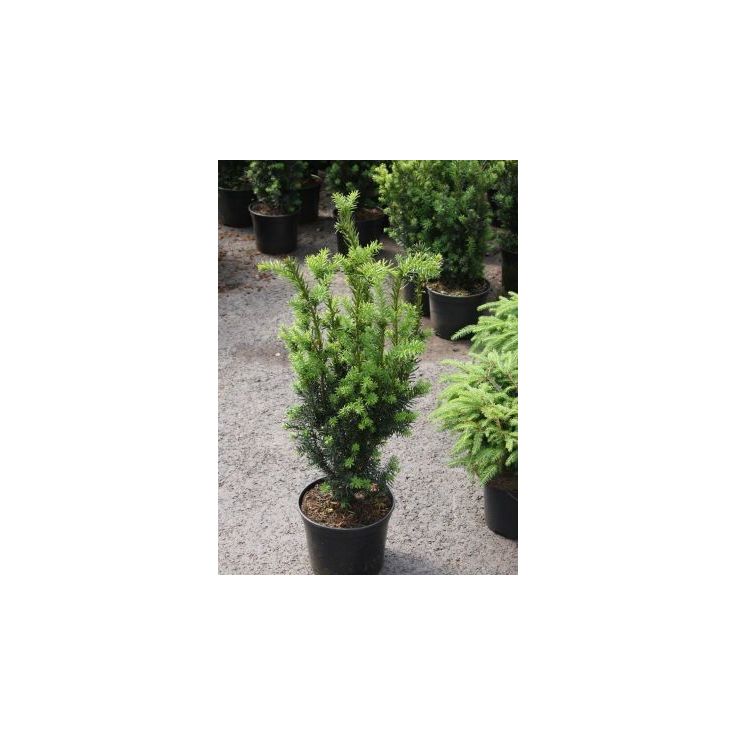 Kääpiöjapaninmarjakuusi Viheraarni Taxus Cuspidata Nana 40-50