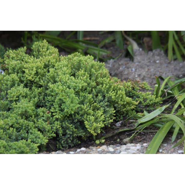 Harokataja Juniperus procumbens Viheraarni Nana 30-40