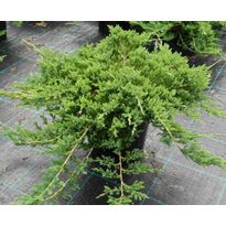 Laakakataja Juniperus hor. Viheraarni Prince of Wales 30-40