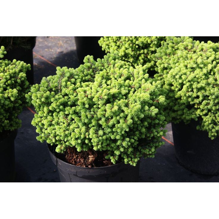 Pikkupesäkuusi Picea abies Viheraarni Little Gem 20-25