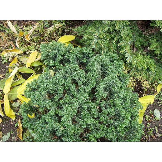 Kääpiöpalsamipihta Abies balsamea Viheraarni Nana 30-40