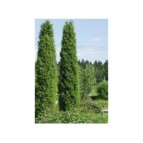 Pilarikataja Viheraarni Juniperus Communis Pyramidalis 100-120