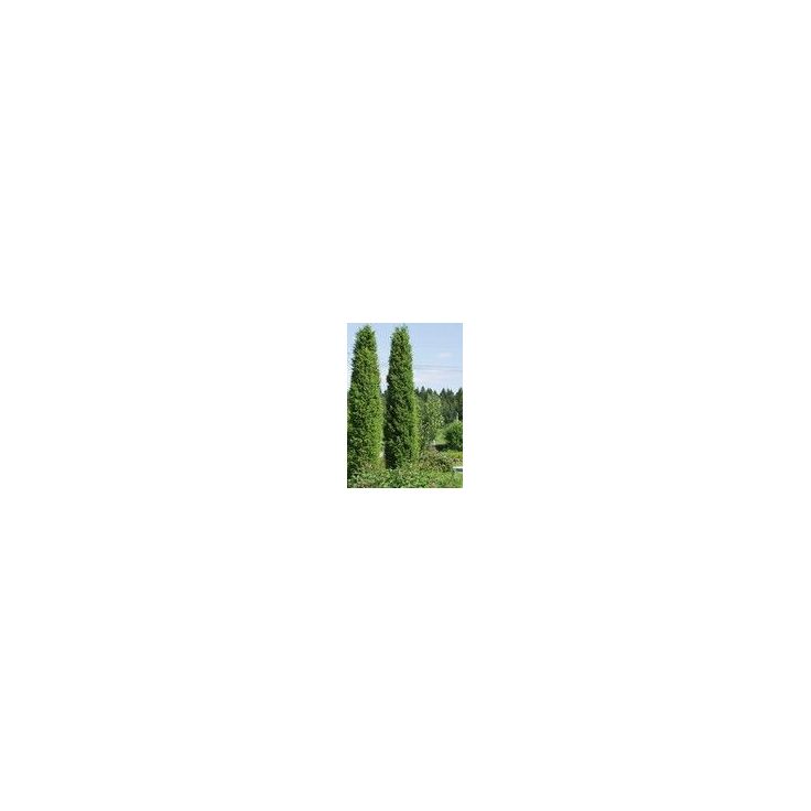 Pilarikataja Viheraarni Juniperus Communis Pyramidalis 100-120