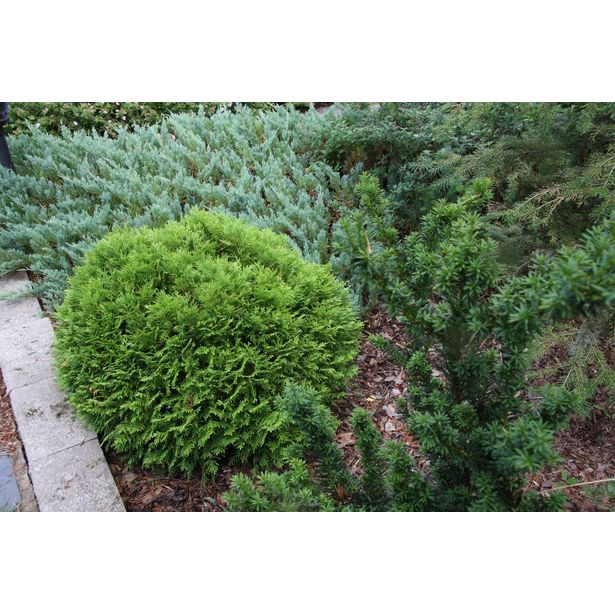Kääpiöpallotuija Thuja occ. Viheraarni Danica 25-30
