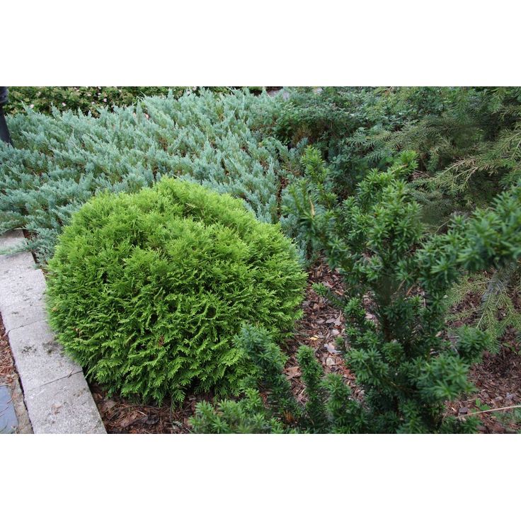 Kääpiöpallotuija Thuja occ. Viheraarni Danica 25-30