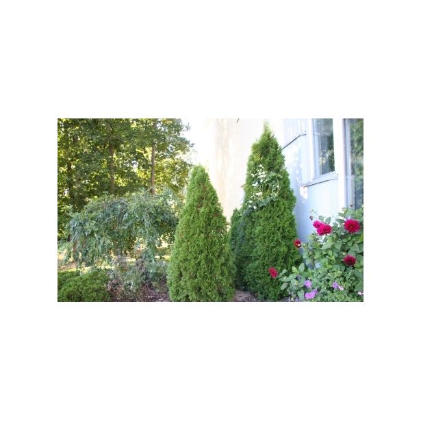 Timanttituija Thuja occ. Viheraarni Smaragd 120-160