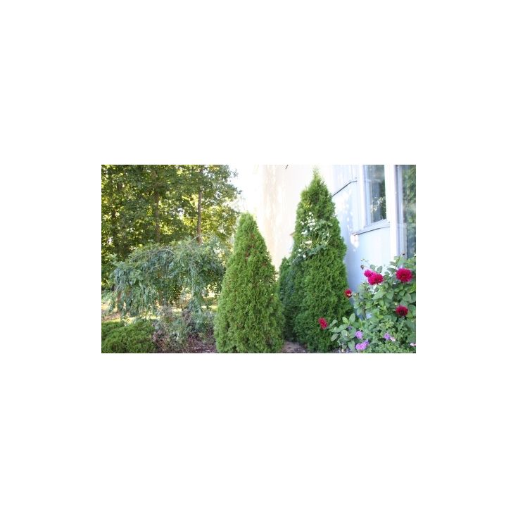 Timanttituija Thuja occ. Viheraarni Smaragd 120-160