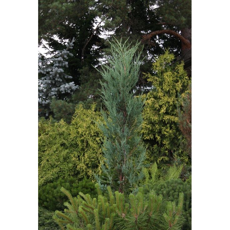 Sinikynäkataja Juniperus virginiana Viheraarni Blue Arrow 100-125