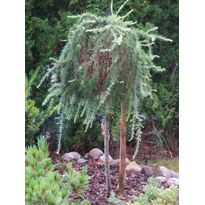Riippalehtikuusi Larix kaempferi Viheraarni Stiff Weeper