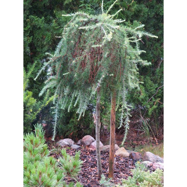 Riippalehtikuusi Larix kaempferi Viheraarni Stiff Weeper