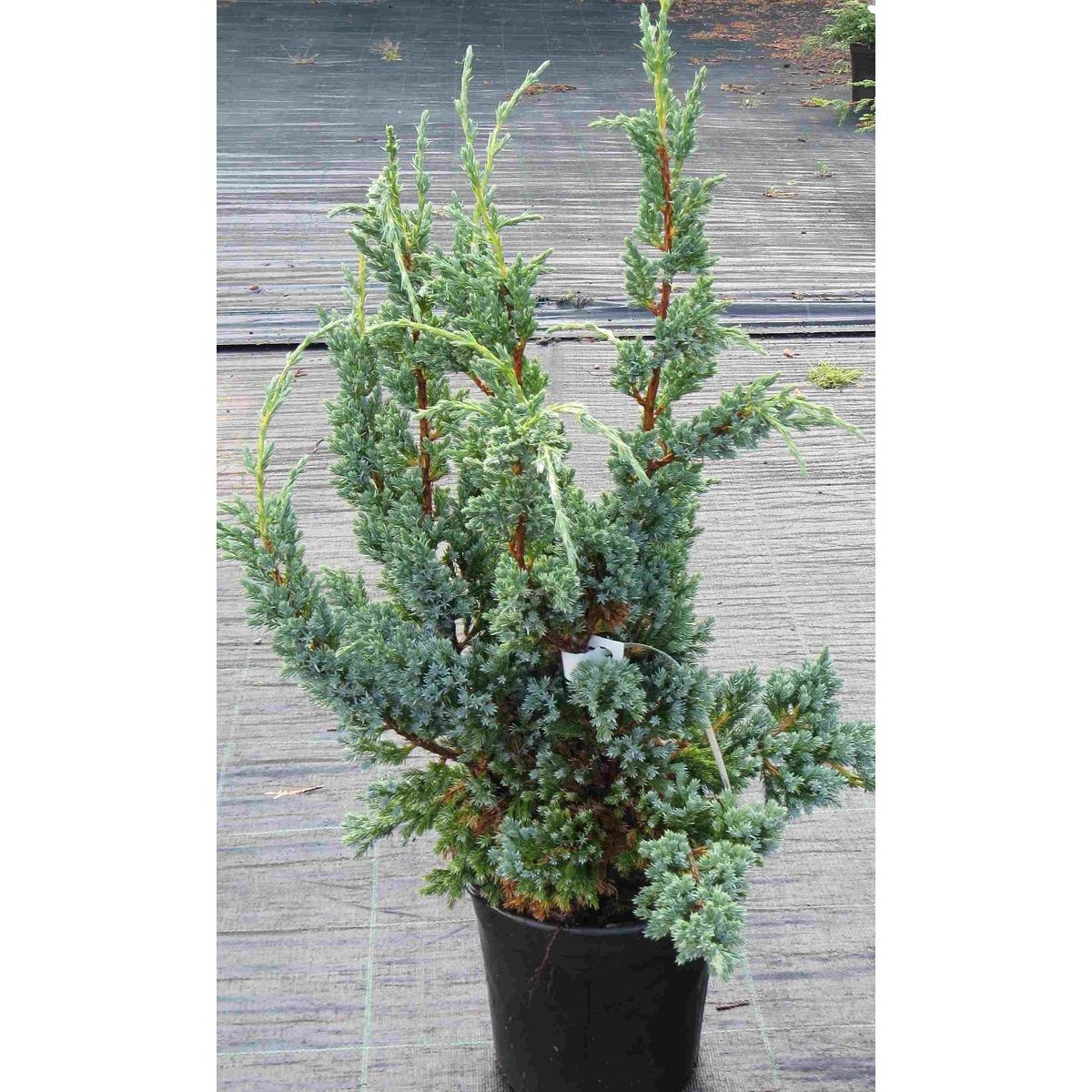 Rohtokataja Juniperus sq. Viheraarni Blue Compact 30-40