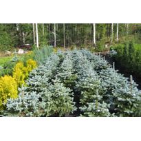 Hopeakuusi Viheraarni Picea Pungens Super Blue 100-120