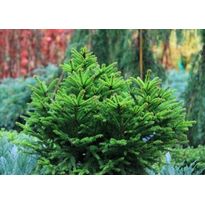 Pallokuusi Viheraarni Picea Abies Ohlendorffii 25-30
