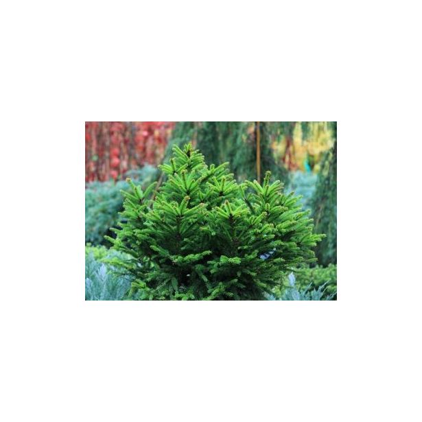 Pallokuusi Viheraarni Picea Abies Ohlendorffii 25-30