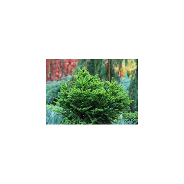 Pallokuusi Viheraarni Picea Abies Ohlendorffii 25-30