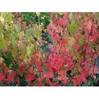 Mongolianvaahtera Acer tataricum subs. ginnala Viheraarni