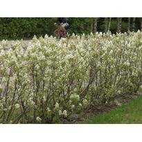 Isotuomipihlaja Amelanchier spicata Viheraarni