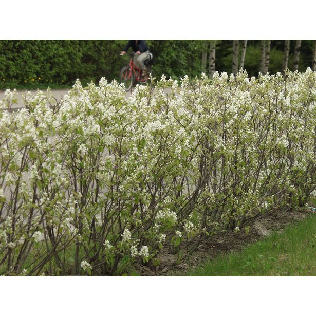 Isotuomipihlaja Amelanchier spicata Viheraarni