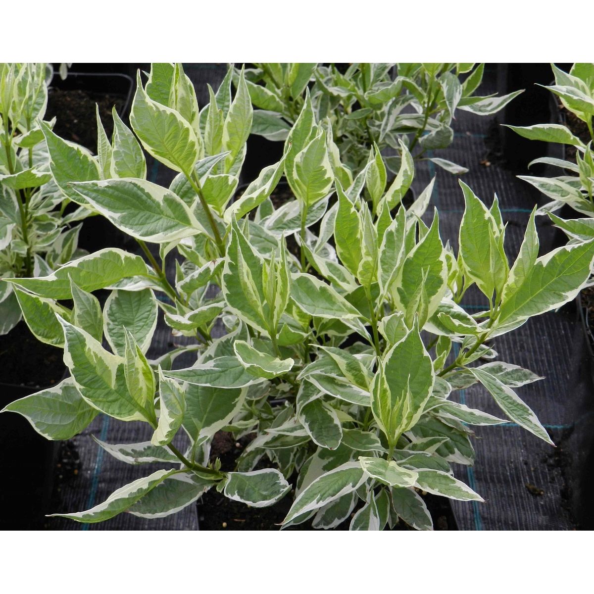 Laikkukirjokanukka Cornus alba Viheraarni Argenteomarginata Elegantissima