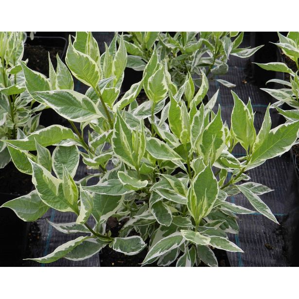 Laikkukirjokanukka Cornus alba Viheraarni Argenteomarginata Elegantissima