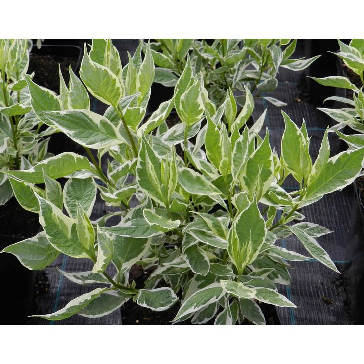 Laikkukirjokanukka Cornus alba Viheraarni Argenteomarginata Elegantissima