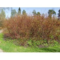 Korallikanukka Cornus alba Viheraarni Sibirica