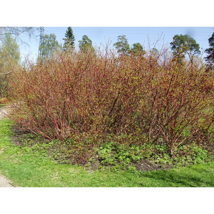Korallikanukka Cornus alba Viheraarni Sibirica