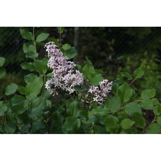 Pikkusyreeni Syringa meyeri Viheraarni Palibin