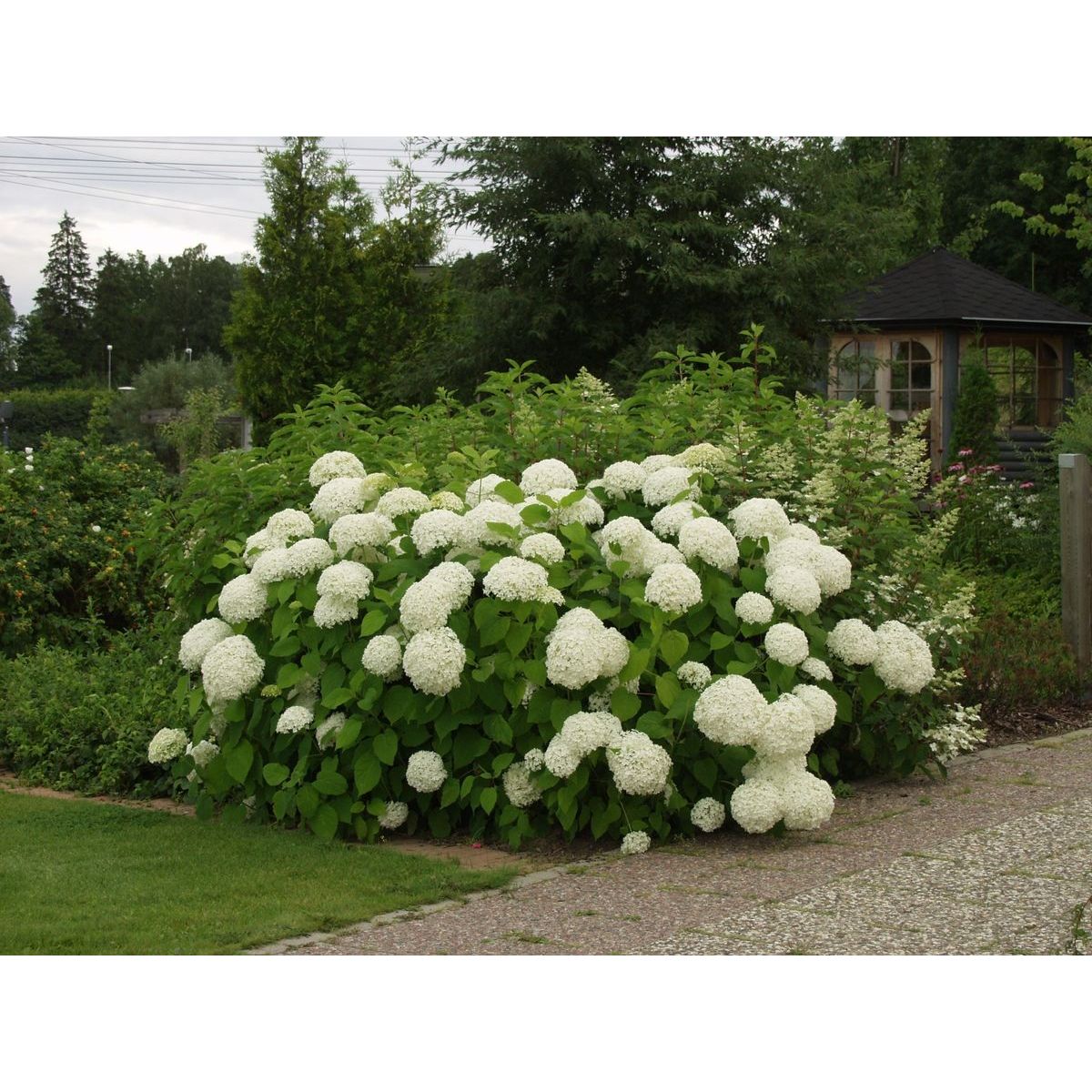 Pallohortensia Hydrangea arborescens Viheraarni Annabelle