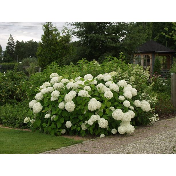 Pallohortensia Hydrangea arborescens Viheraarni Annabelle