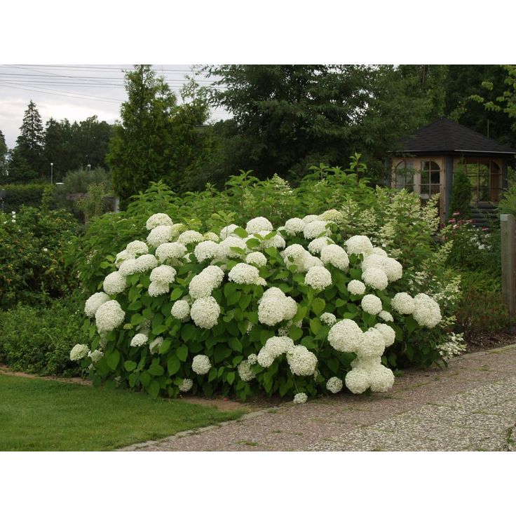 Pallohortensia Hydrangea arborescens Viheraarni Annabelle